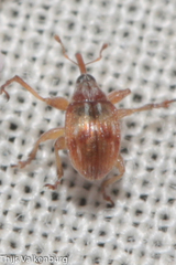 Nanophyinae