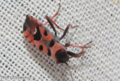 Horvathiolus guttatus