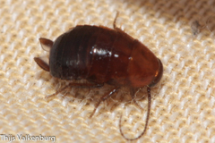 Loboptera
