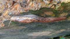 Prophysaon foliolatum