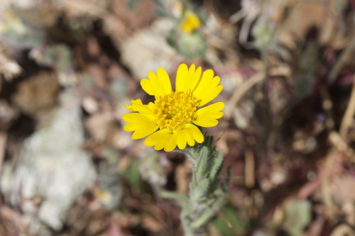 Image of Layia septentrionalis by (c) Arvel Hernandez, some rights reserved (CC BY)