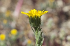 Layia septentrionalis