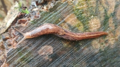 Prophysaon foliolatum