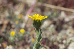 Layia septentrionalis