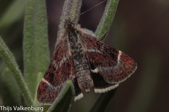 Pyrausta acontialis