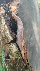 Prophysaon foliolatum