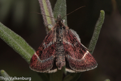 Pyrausta acontialis