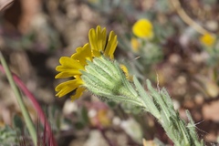 Layia septentrionalis