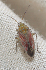 Pachyxyphus lineellus