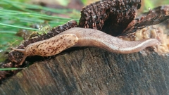 Prophysaon foliolatum