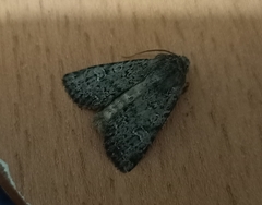 Ichneutica sistens