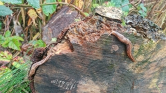 Prophysaon foliolatum