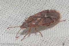 Orsillus depressus