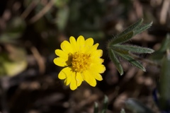 Layia septentrionalis