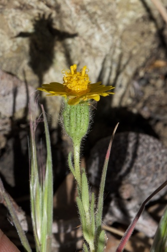 Image of Layia septentrionalis by (c) Arvel Hernandez, some rights reserved (CC BY)