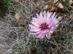 Pseudopodospermum papposum
