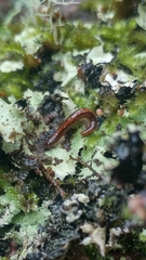 Caseyidae