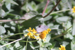Strymon melinus