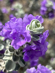 Leucophyllum candidum