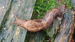 Prophysaon foliolatum