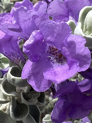 Leucophyllum candidum