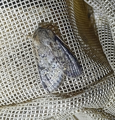 Ichneutica sistens