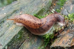 Prophysaon foliolatum