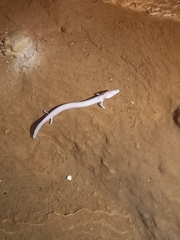 Proteus anguinus anguinus