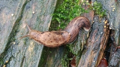 Prophysaon foliolatum