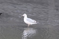 Larus argentatus