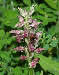 Anacamptis coriophora fragrans