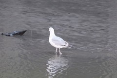 Larus argentatus