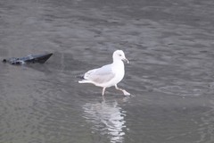 Larus argentatus