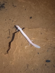 Proteus anguinus anguinus