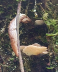 Prophysaon foliolatum