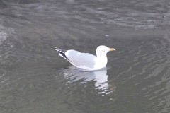 Larus argentatus