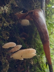 Prophysaon foliolatum