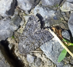 Ichneutica sistens