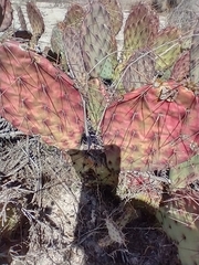 Opuntia