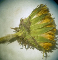 Taraxacum proximum