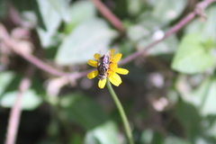 Syrphidae