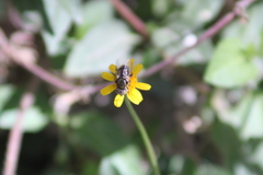 Syrphidae