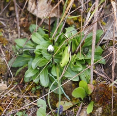 Bellis pappulosa