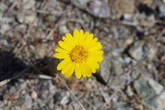 Layia septentrionalis