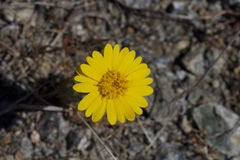Layia septentrionalis