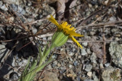 Layia septentrionalis