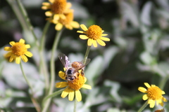 Apis mellifera