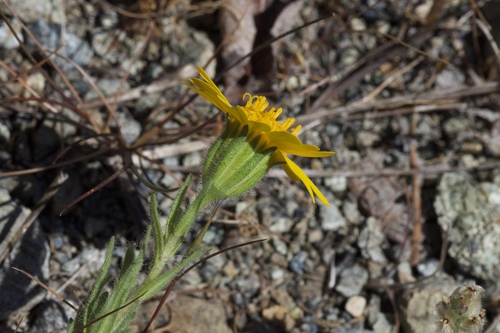 Image of Layia septentrionalis by (c) Arvel Hernandez, some rights reserved (CC BY)