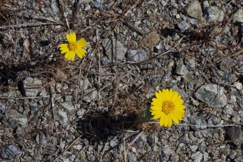 Image of Layia septentrionalis by (c) Arvel Hernandez, some rights reserved (CC BY)
