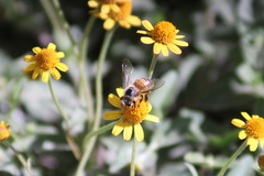 Apis mellifera